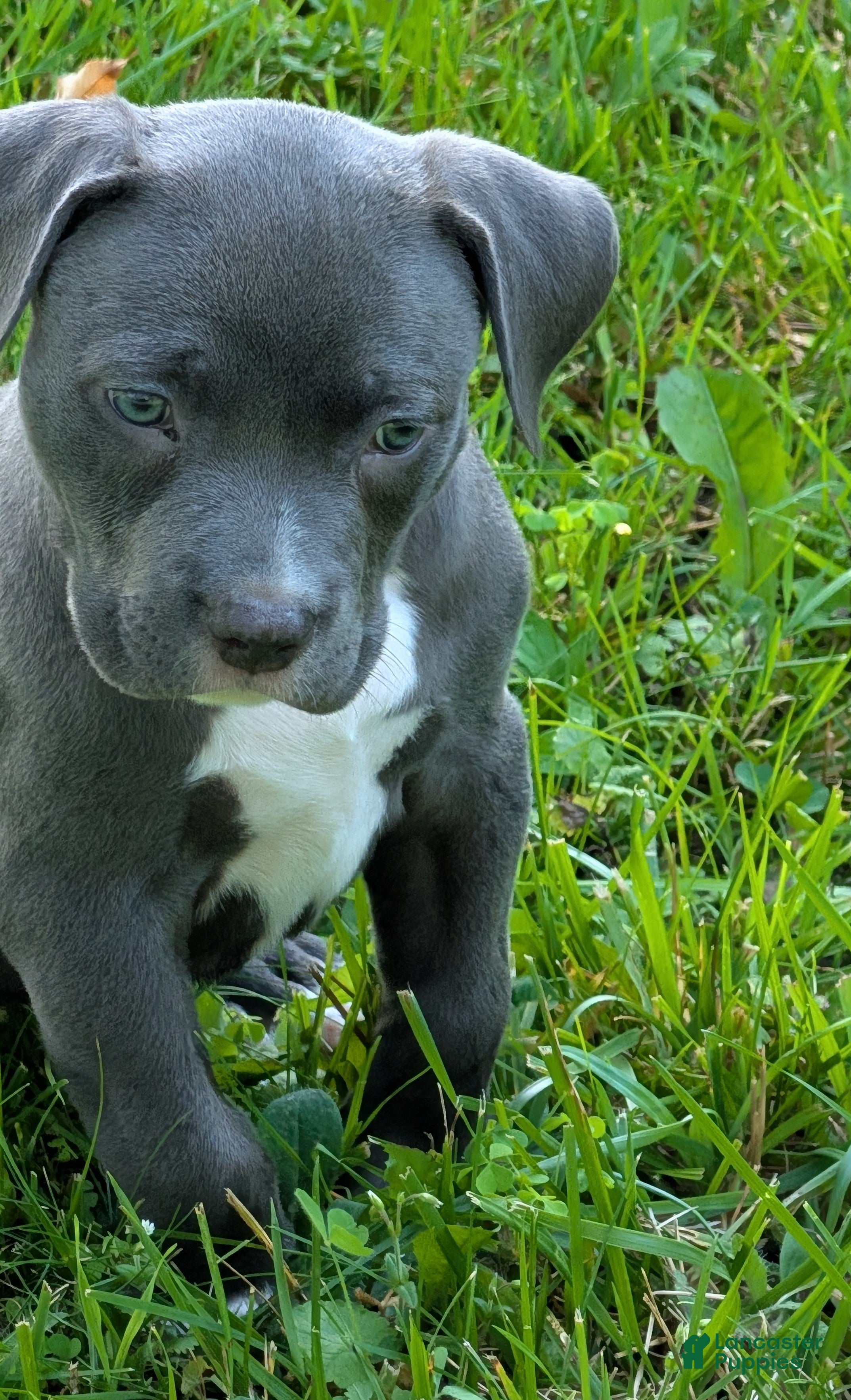 American Bully dogs American Bully 2  - Blue - Ad 1