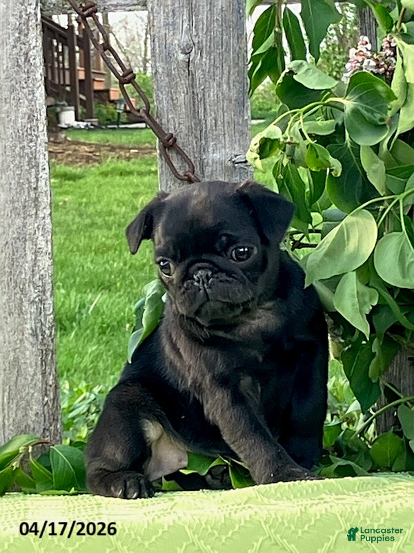 Pug dogs Lacy - Ad 2