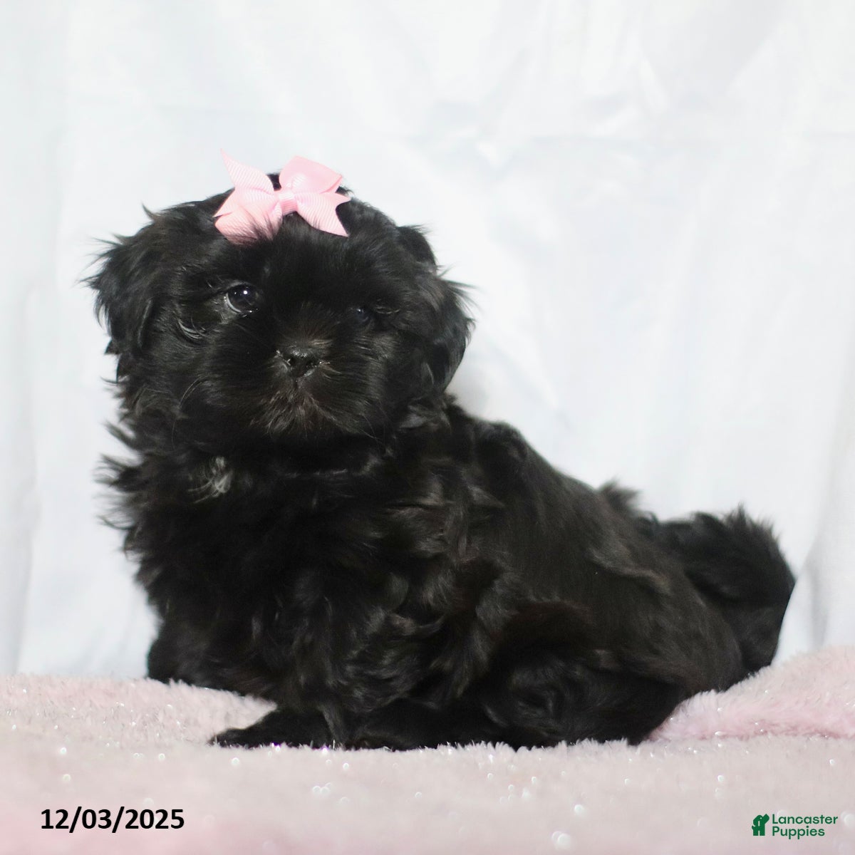 Shih Tzu dogs Jewel - Ad 40