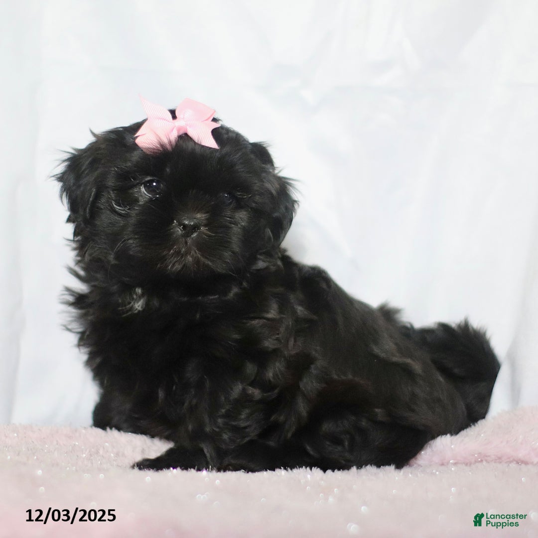 Shih Tzu dogs for sale: Jewel - Ad 1