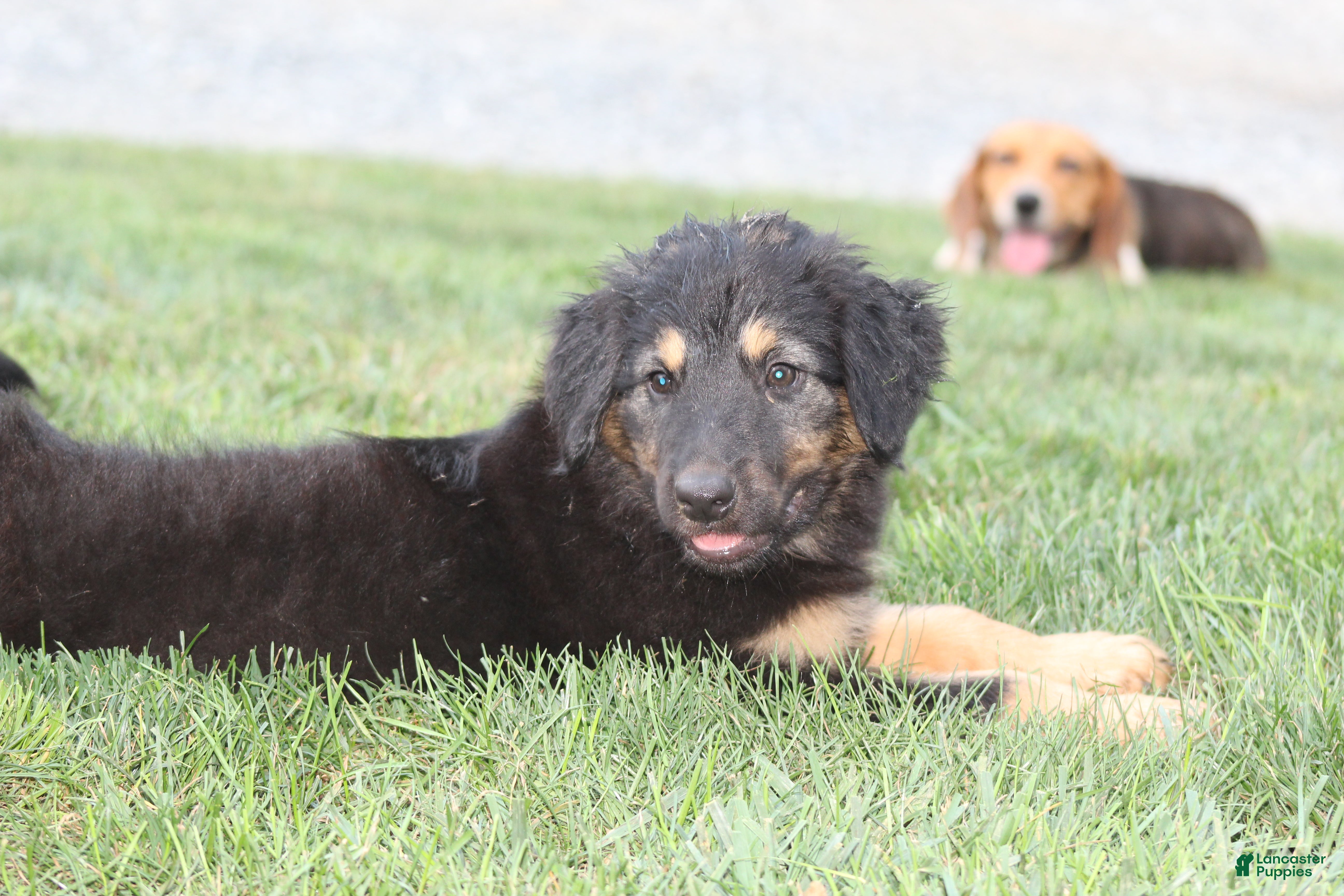 English Shepherd dogs Shep - Ad 2