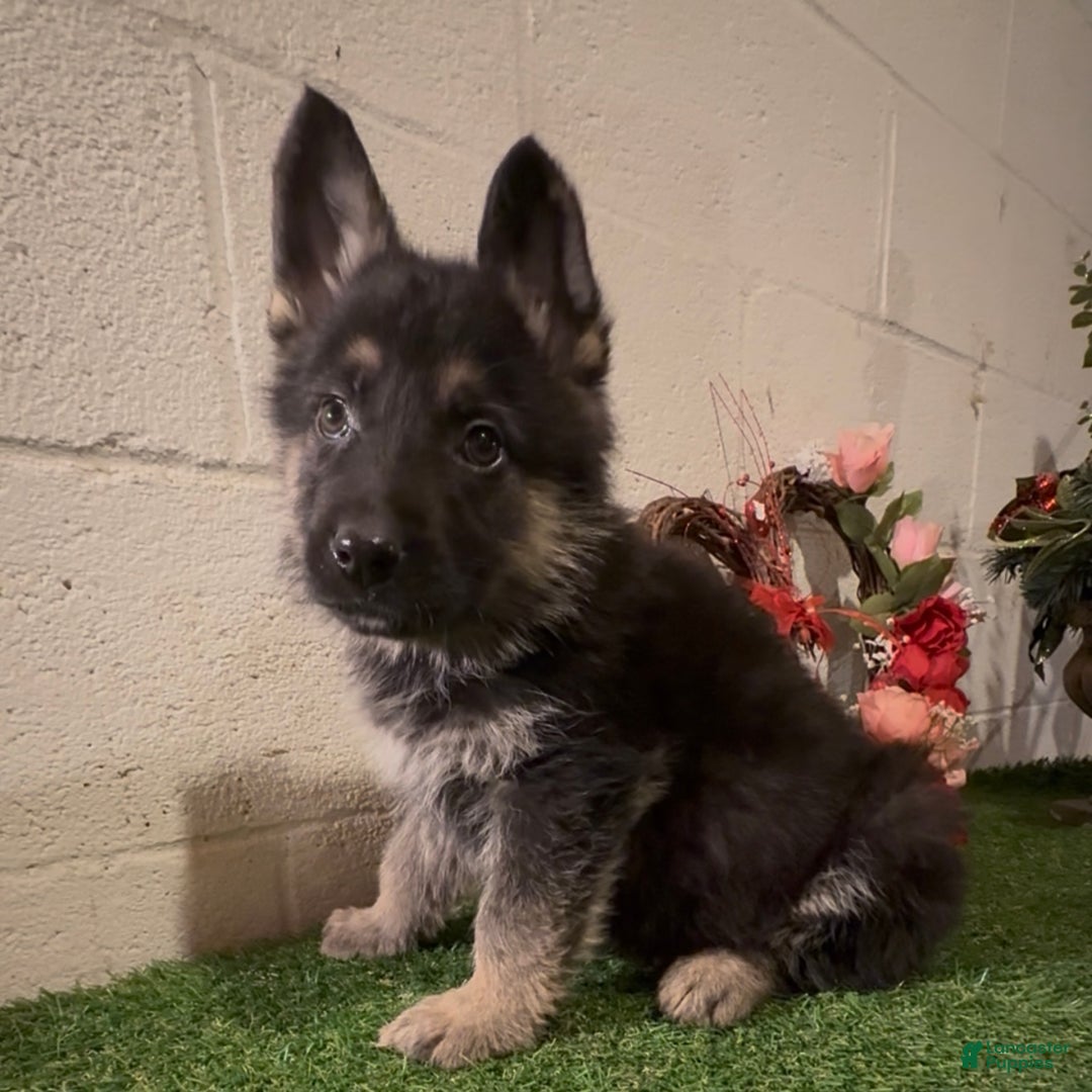 German Shepherd dogs for sale: SWAYZE - Ad 2