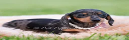 Miniature Dachshund dogs for sale: Sadie AKC - Ad 5
