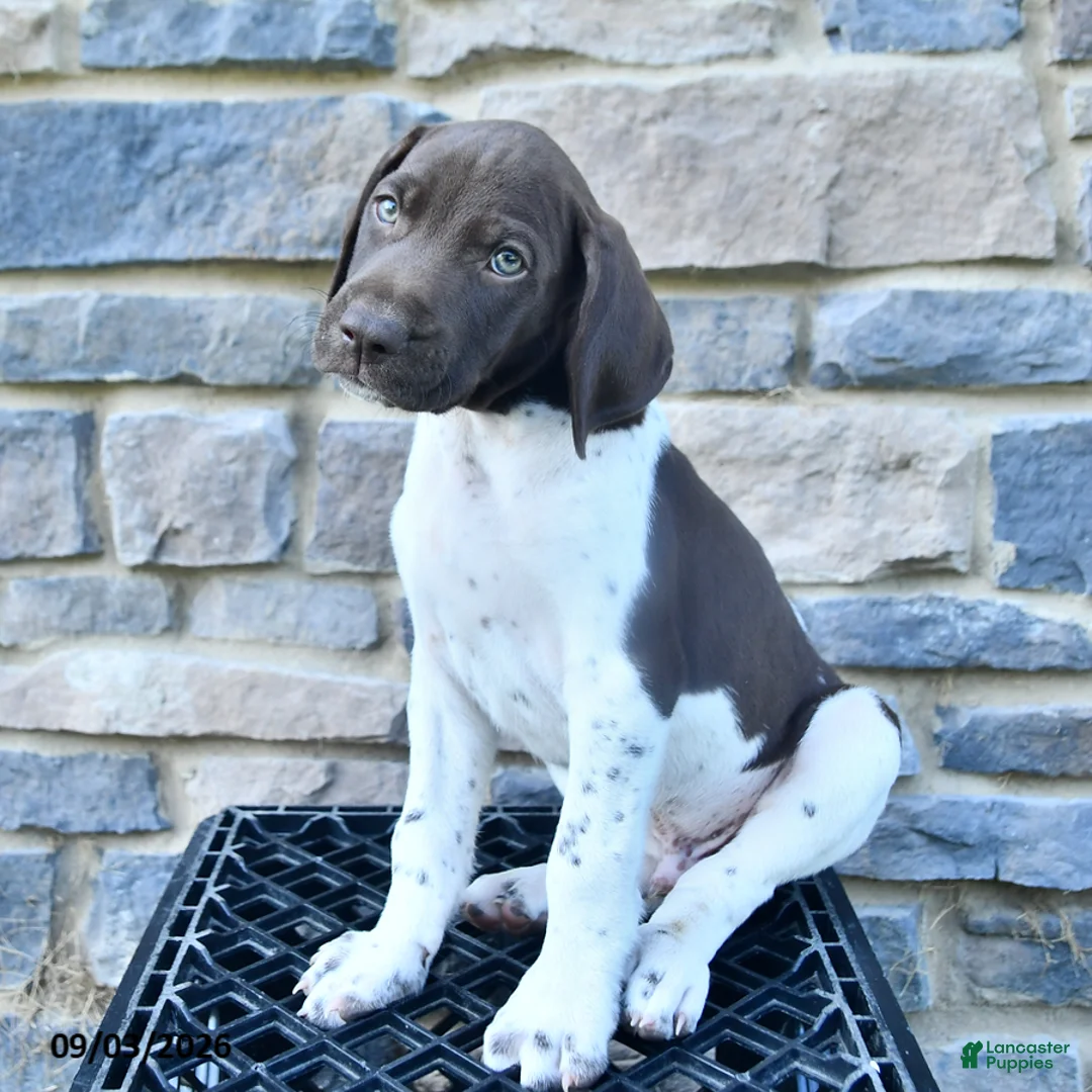 German Shorthaired Pointer dogs for sale: Arnold - Ad 1