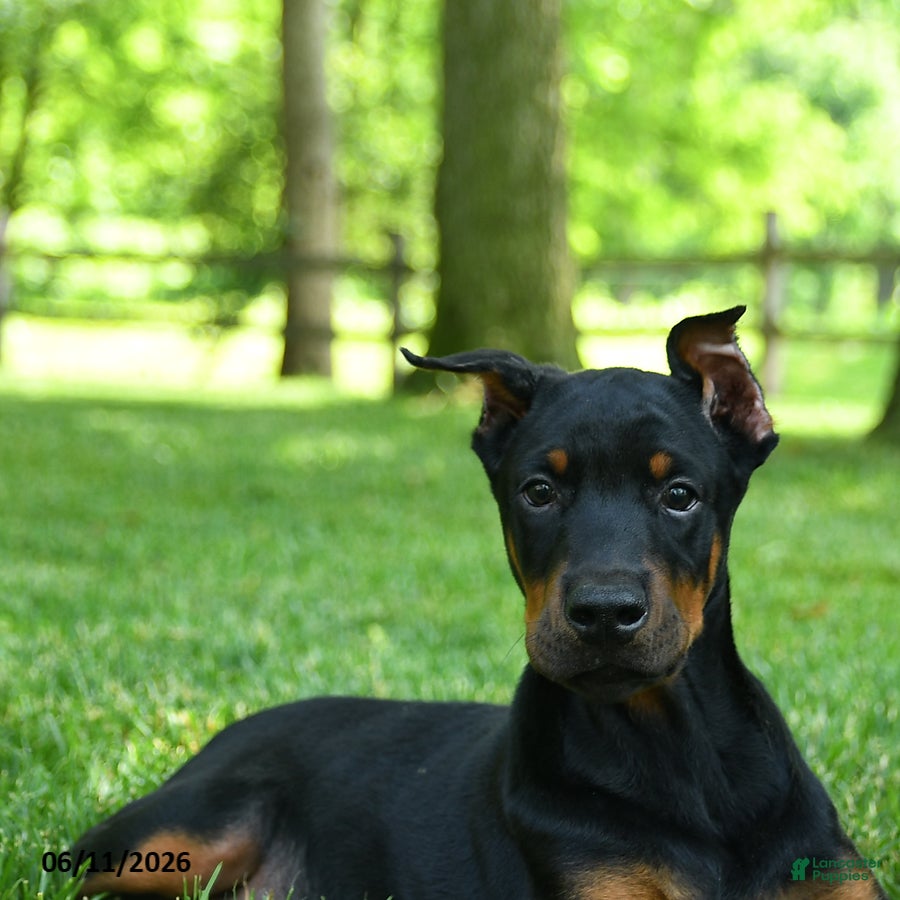 Doberman Pinscher dogs Linx - Ad 2