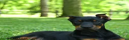 Doberman Pinscher dogs for sale: Linx - Ad 2