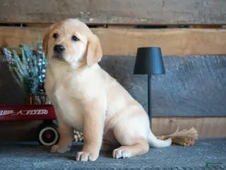 Goldador dogs Penny - Ad 3