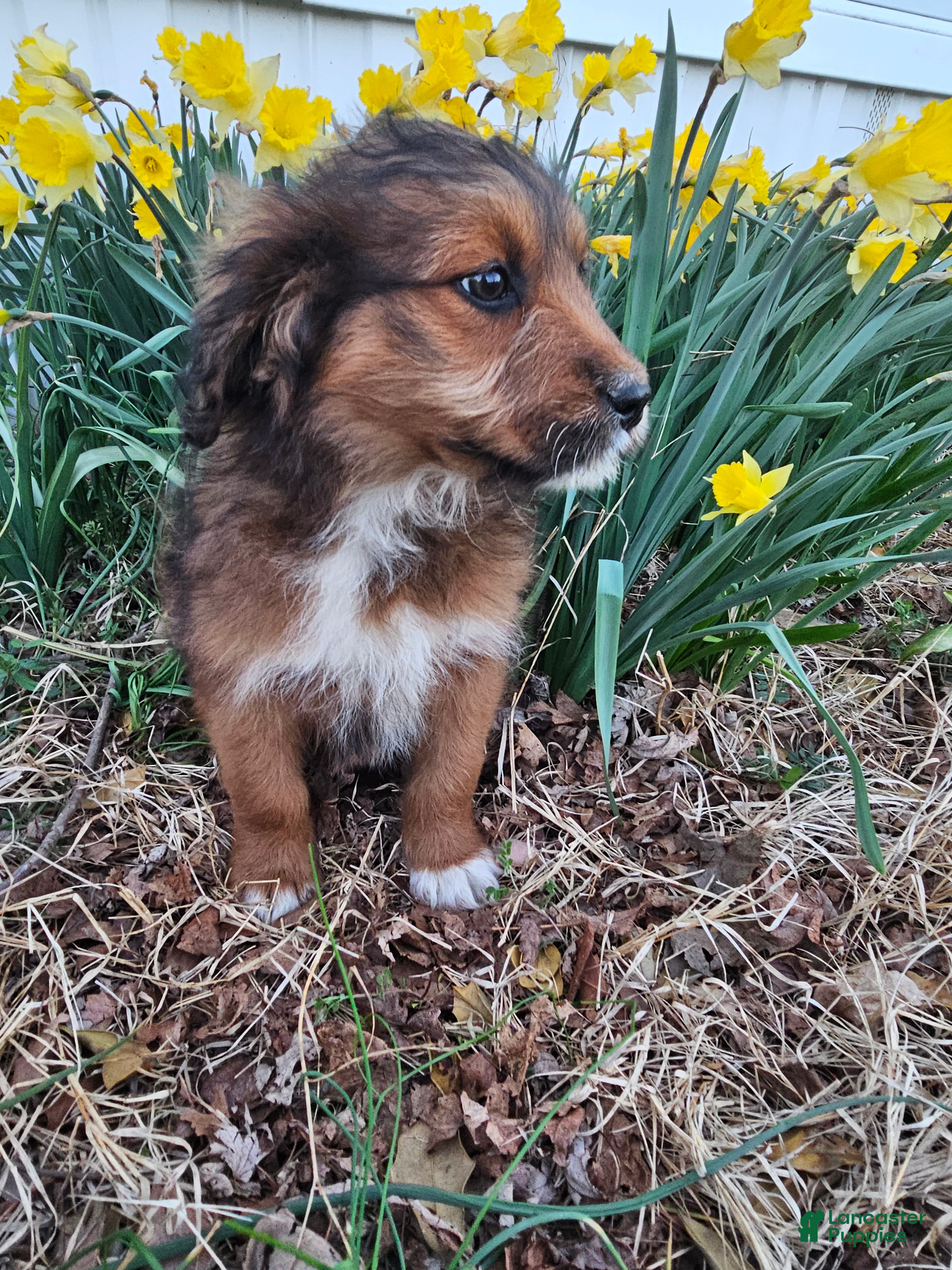 Mixed Breed dogs Jasmine. - Ad 2