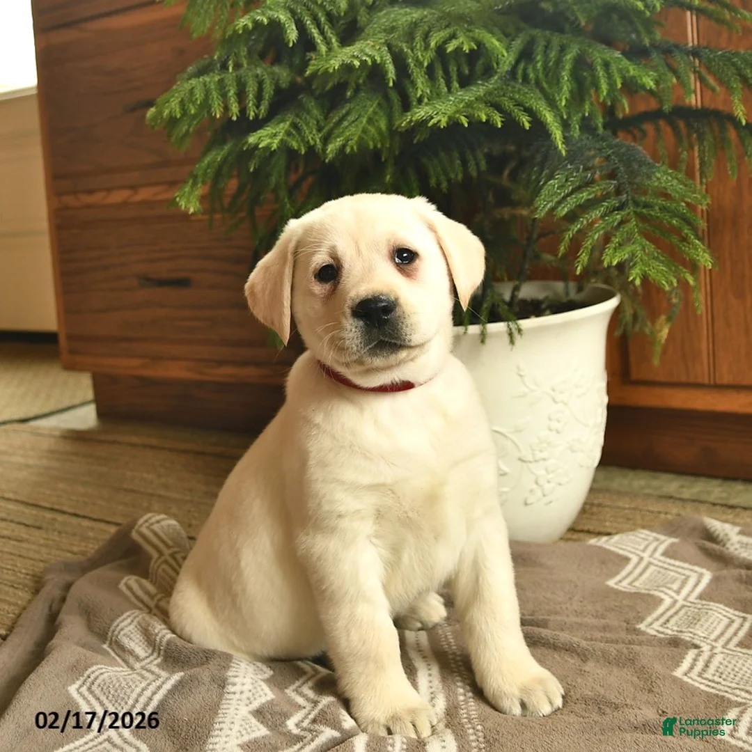 Labrador Retriever dogs for sale: Ginger  - Ad 1