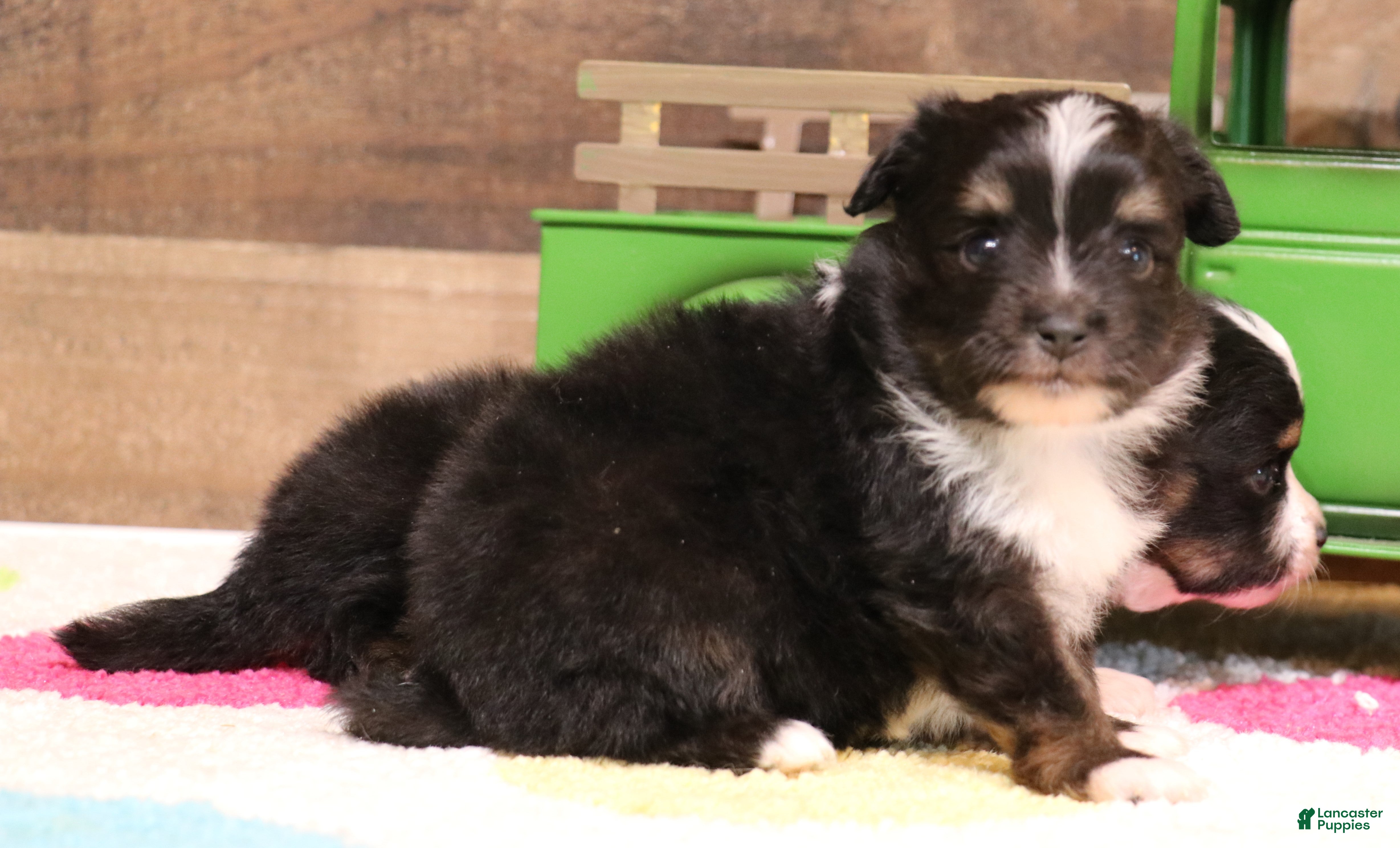 Toy Australian Shepherd dogs  Genie black-tri female with tail - Ad 6