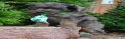 Mini Aussiedoodle dogs for sale: Mini Axel - Ad 17