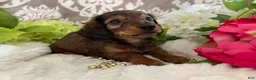 Miniature Dachshund dogs for sale: Moose - Ad 9