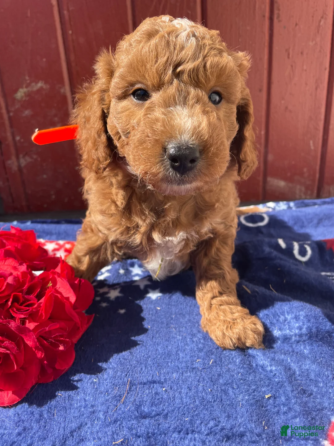 Mini Goldendoodle dogs for sale: Elwood - Ad 1
