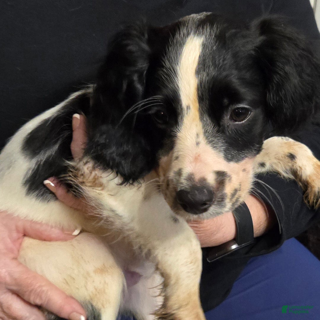 English Springer Spaniel dogs for sale: Murphy - Ad 1
