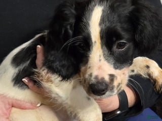 English Springer Spaniel dogs Murphy - Ad 35