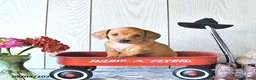 Miniature Dachshund dogs for sale: Tasha - Ad 3
