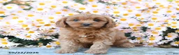 Cavapoo dogs for sale: Twyla - Ad 4