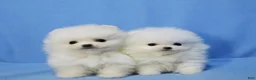 Pomeranian dogs for sale: Ria - Ad 5