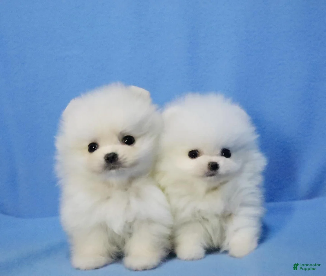Pomeranian dogs for sale: Ria - Ad 5