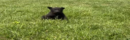 Belgian Malinois dogs for sale: Boulder - Ad 4