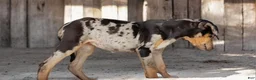Catahoula Leopard Dog dogs for sale: Jesse 2026 F1 - Ad 6