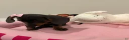 Dachshund dogs for sale: Nyla  - Ad 2