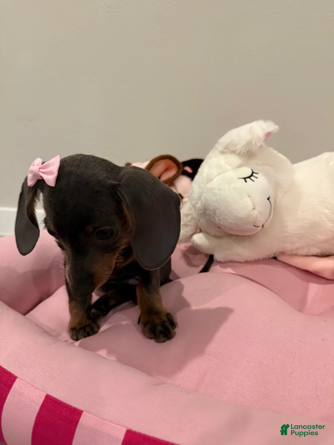 Dachshund dogs for sale: Nyla  - Ad 2