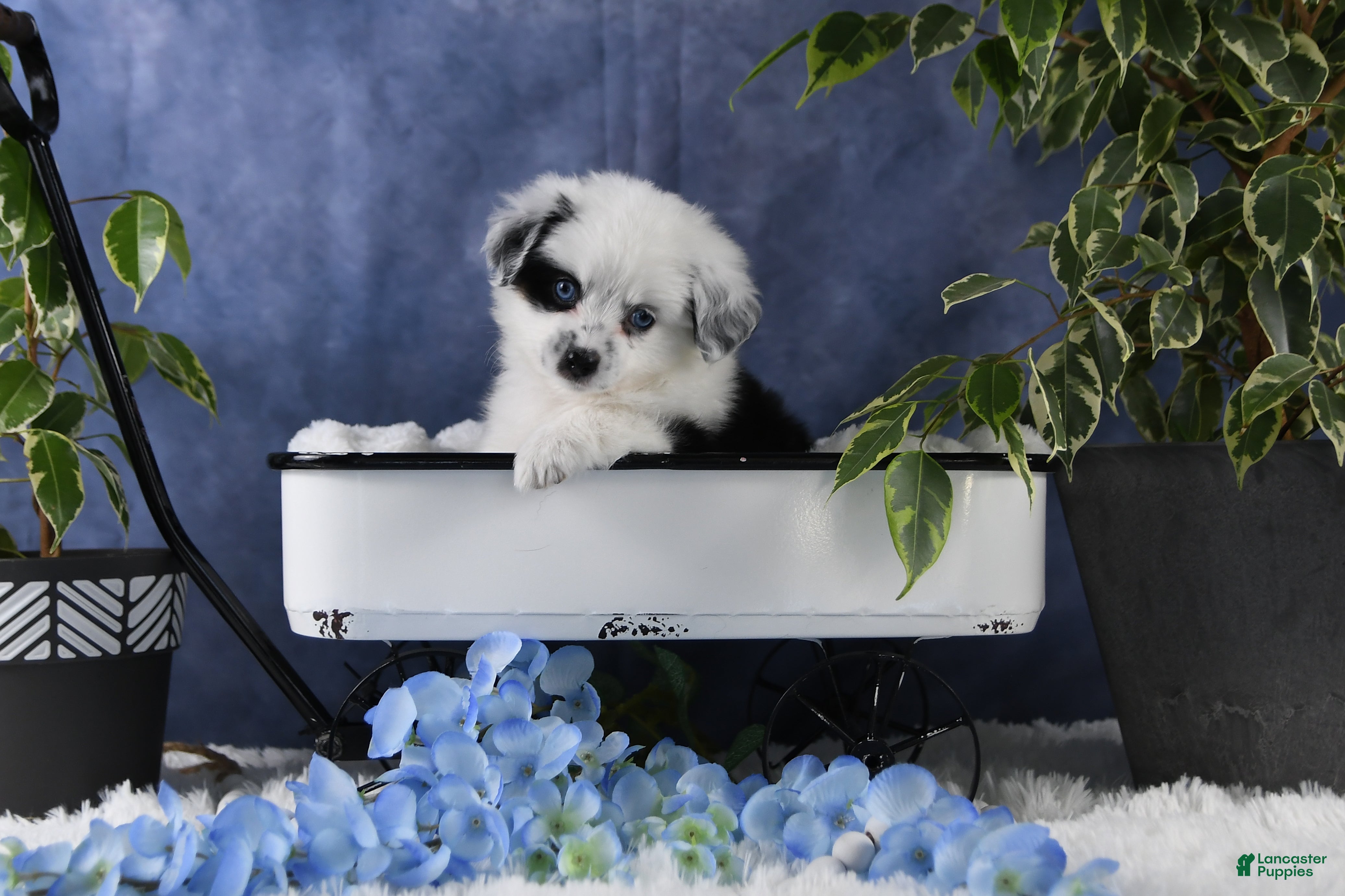 Toy Australian Shepherd dogs Brandi - Ad 36