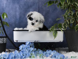 Toy Australian Shepherd dogs Brandi - Ad 22