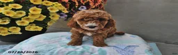Cavapoo dogs for sale: Diamond - Ad 4