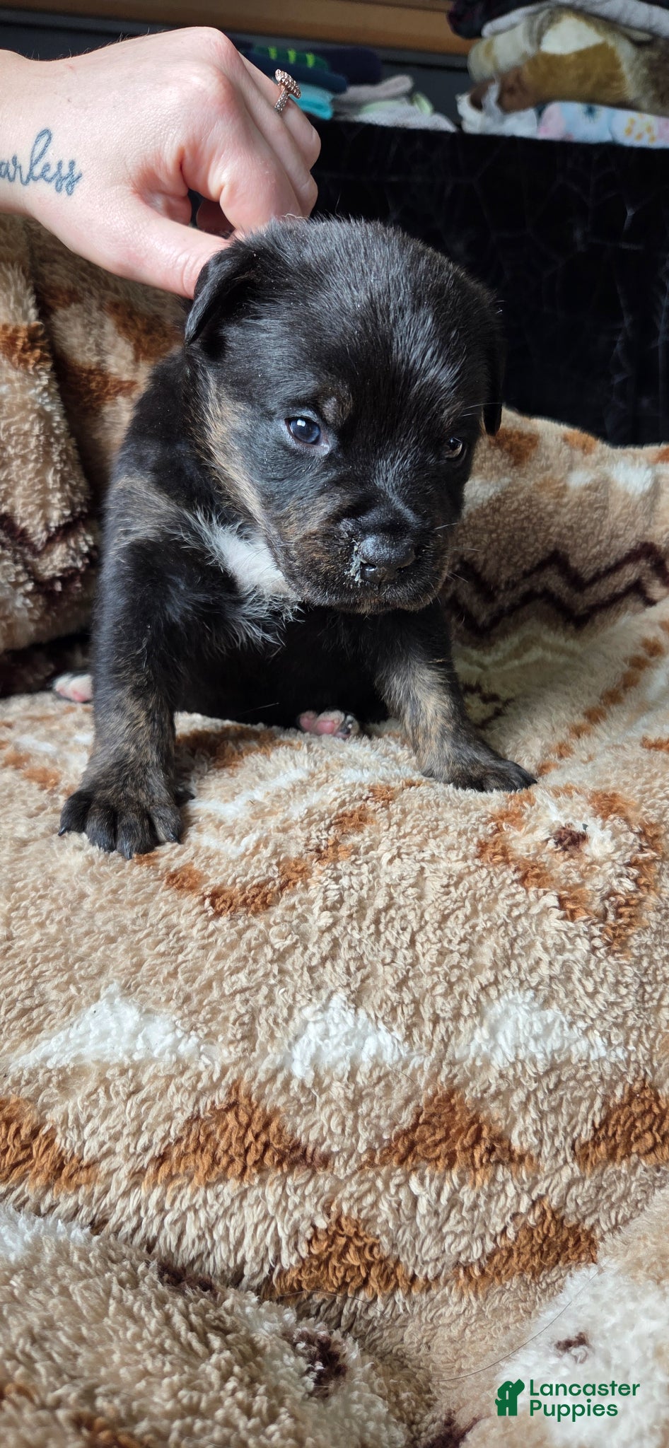 Mixed Breed dogs Sly - Ad 1