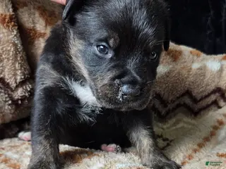 Mixed Breed dogs for sale: Sly - Ad 3