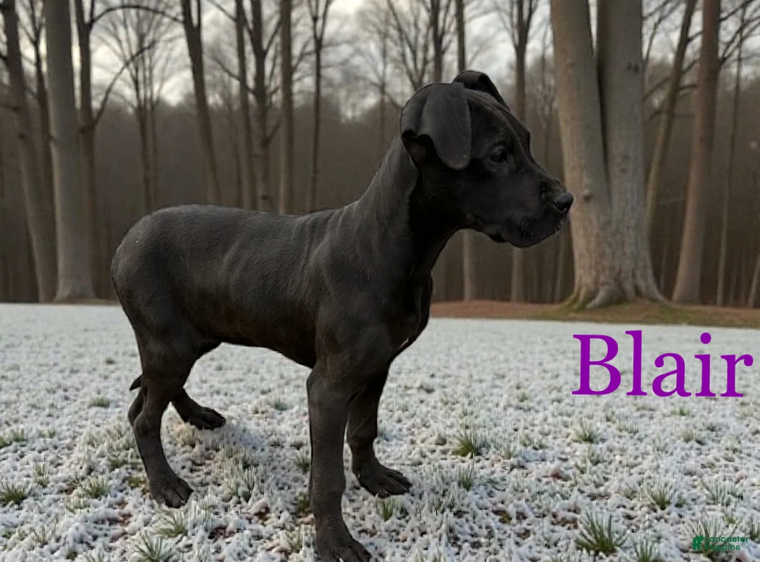 Great Dane dogs for sale: Blair - Ad 2