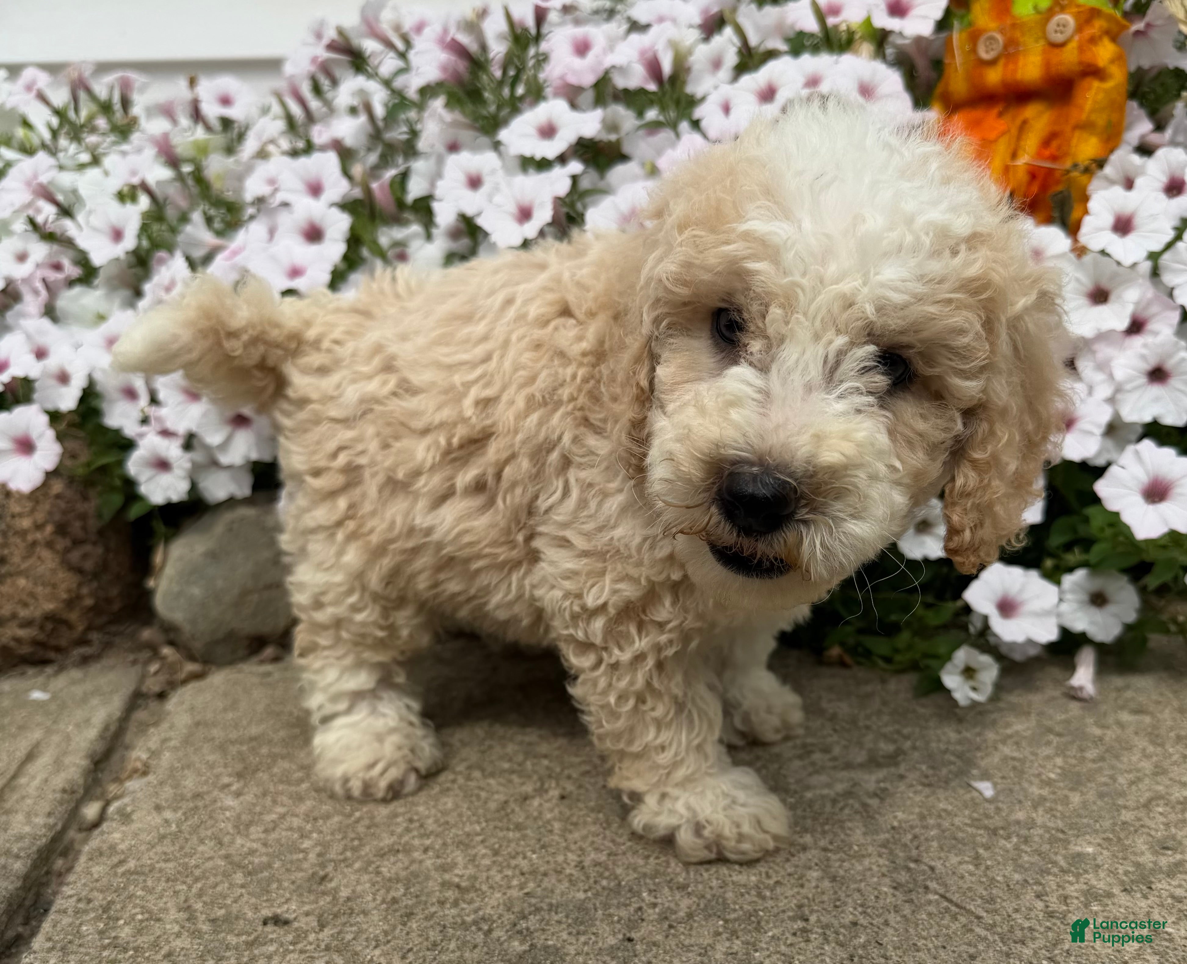 Miniature Poodle dogs Don - Ad 2