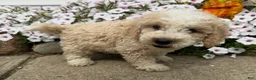 Miniature Poodle dogs for sale: Don - Ad 2