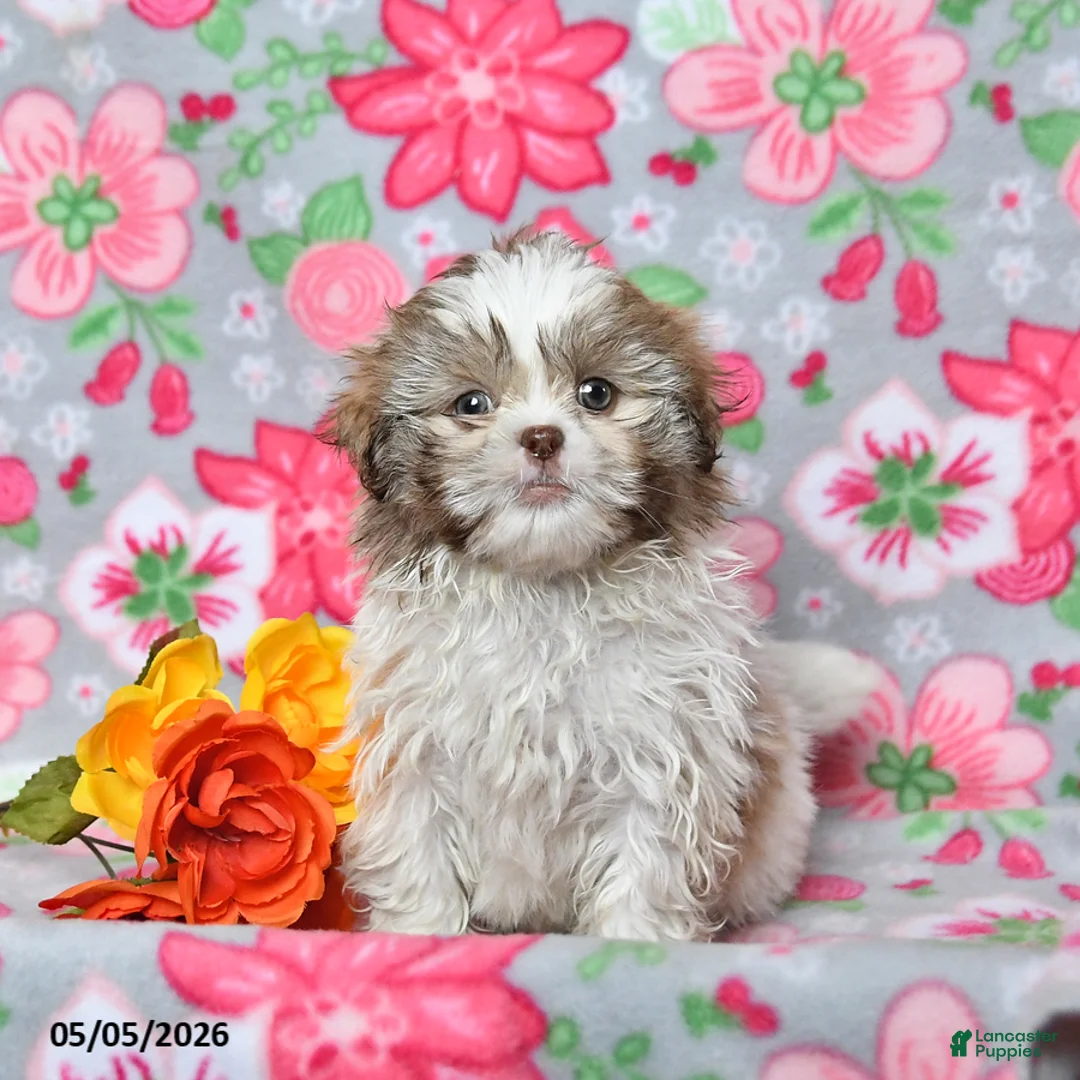 Shih Tzu dogs for sale: Scamper - Ad 2