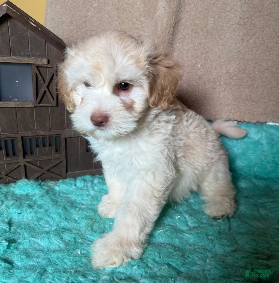 Labradoodle dogs for sale: Labradoodle 2 - Ad 1