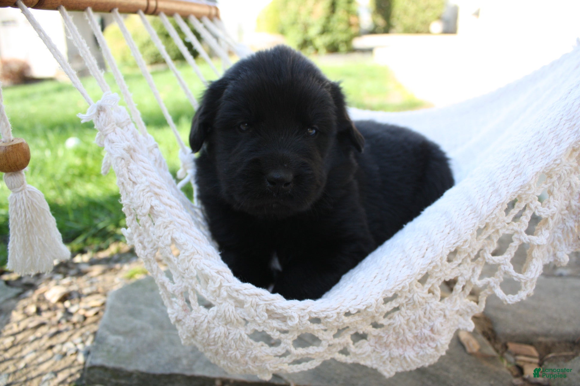 Newfoundland dogs Bear - Ad 2