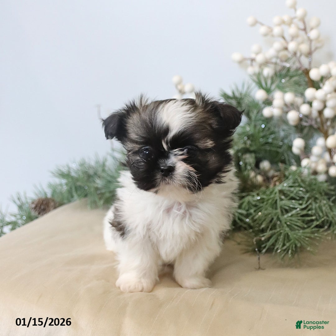 Shih Tzu dogs for sale: Felix - Ad 5
