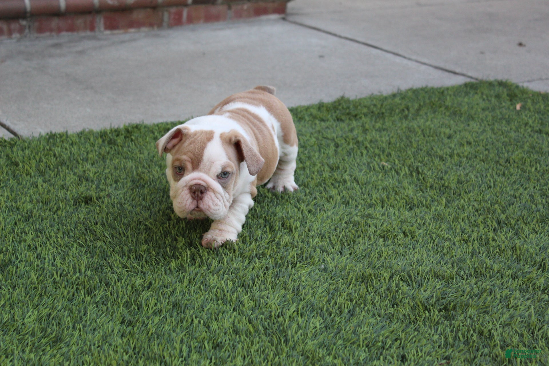 English Bulldog dogs English Bulldog Puppy 1 - Ad 2