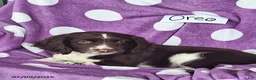 English Springer Spaniel dogs for sale: Oreo - Ad 5