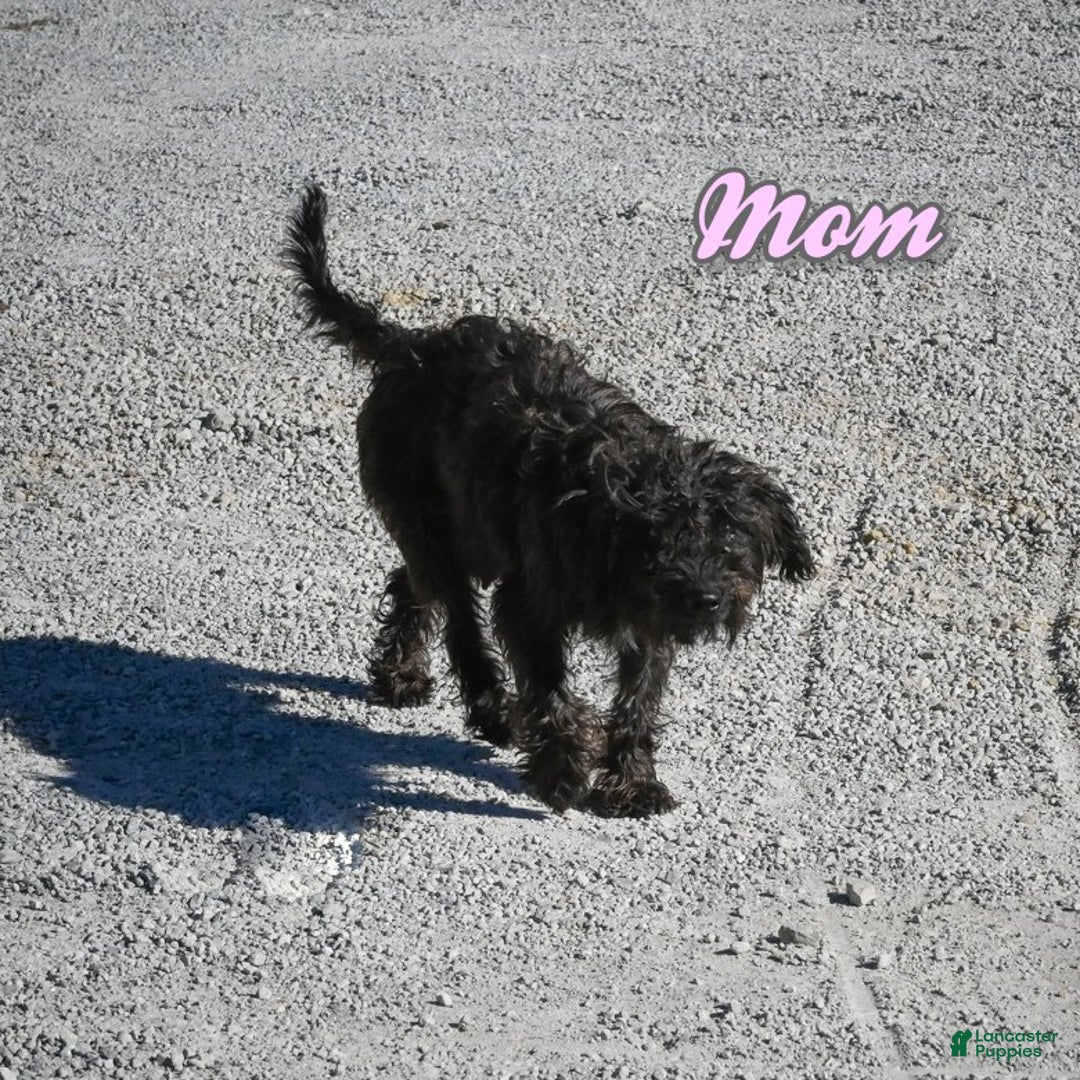 Mixed Breed dogs for sale: Sugar - Ad 8