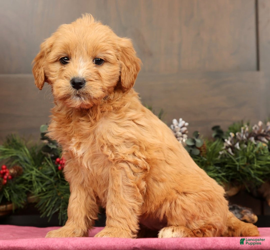 Mini Goldendoodle dogs for sale: Polly - Ad 8