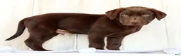Labrador Retriever dogs for sale: Rusty - Ad 7