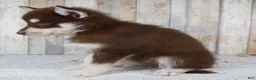 Pomsky dogs for sale: Copper - Ad 6