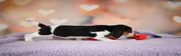 Beagle dogs for sale: OTTO - Ad 5