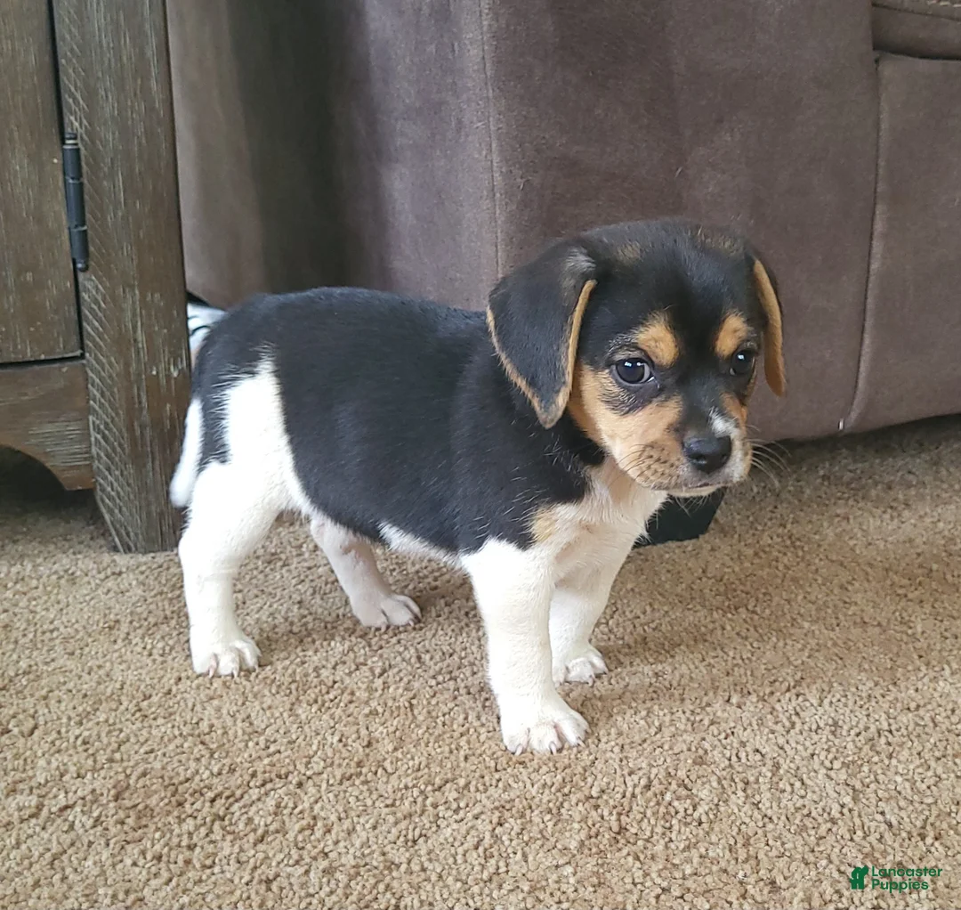 Puggle dogs for sale: Lilly - Ad 4