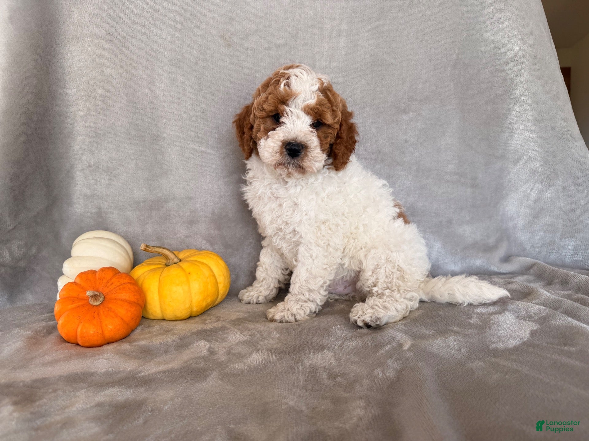 Cavapoo dogs Woodstock - Ad 2