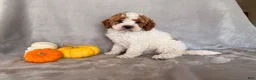 Cavapoo dogs for sale: Woodstock - Ad 2