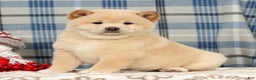 Shiba Inu dogs for sale: Jodie - Ad 3